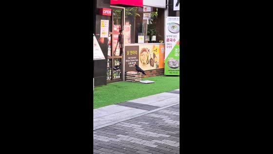 Crow snatches an egg from a store tray in Seoul, South Korea