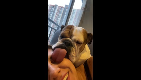 Bulldog smothers owner with love in Bogotá, Colombia