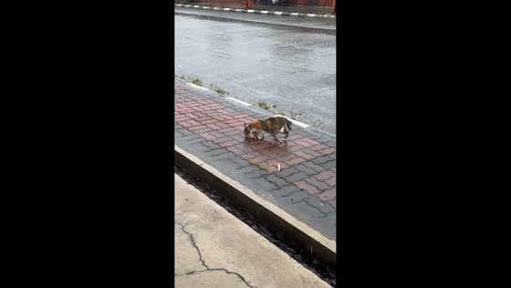 Mother cat carries her kitten during heavy rain in Jeli, Malaysia