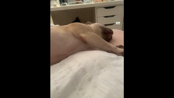 Pug ignores cuddle calls but jumps up for “custard cream” in Worcester Park, England, UK