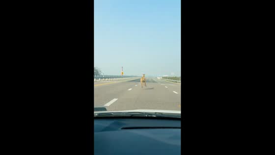 Nilgai runs across Purvanchal Expressway in Azamgarh, India