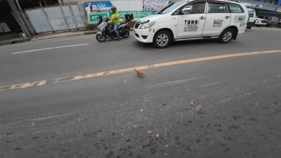 Kittens rescued from road in La Trinidad, Philippines
