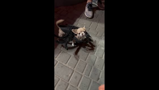 Chihuahua puppy dressed as spider for Halloween in Odessa, USA