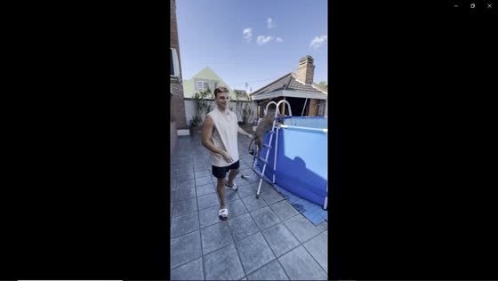 Dog takes matters into his own paws, promptly dives into pool after owner sets up ladder
