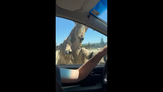 Barbary sheep and camel approach car during safari experience in Madrid, Spain
