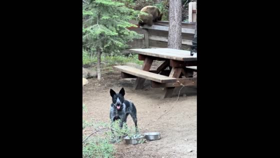 Bear escapes fence while dog gets distracted 