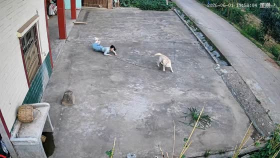 Playful dog pulls owner down before returning with the leash in Sichuan, China