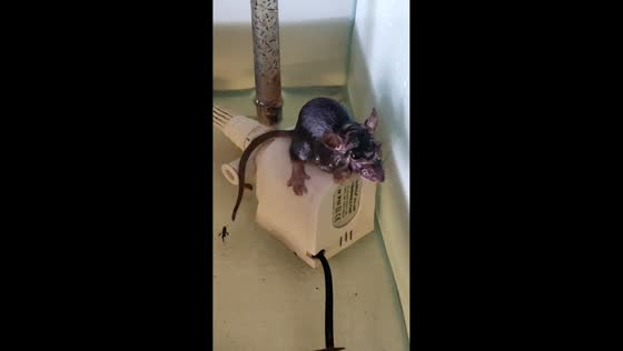Rat stuck in aquarium in Bekasi, West Java, Indonesia