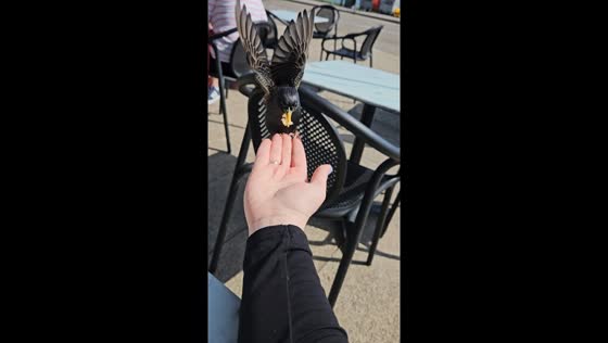 Bird eats breakfast from hand on Aberdeen beachfront