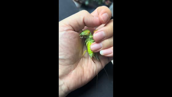Crickets spin silk-like webs on man's hand in Beijing, China