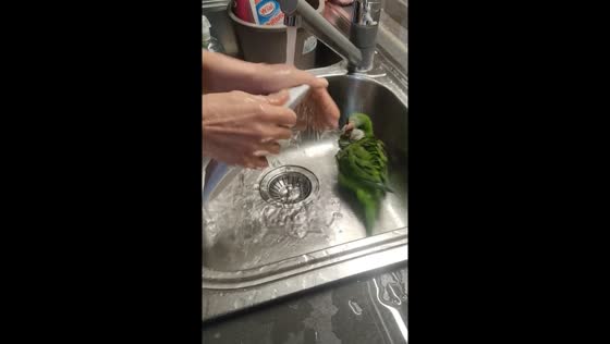 Parrot persistently plays in sink while owner washes utensils in Taranto, Italy