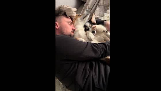 Dogs swap spots: corgi Molly takes over bed while owner takes a break