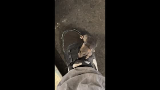 Rat nibbles shoelace in Hilo, Hawaii, USA