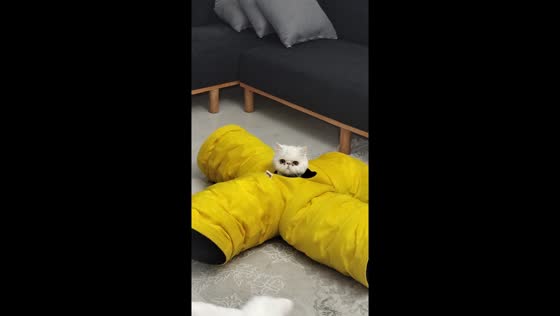 Tehran cat plays peek-a-boo from plushie hideout