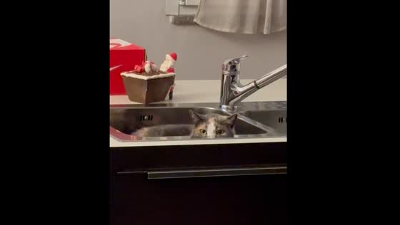 Child sings while cat watches from sink in Milan