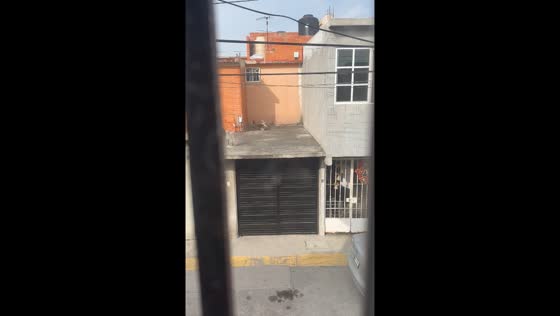 Cat owner shows outdoor dangers to their pet in Jiutepec, Mexico
