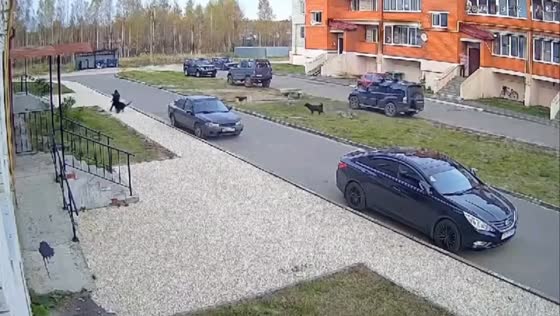 Stray dogs attack child in Shatura, Moscow region