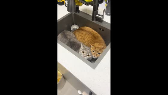 Two cats hide and relax in sink in Beijing, China