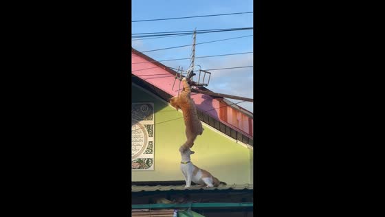 Cat clings to TV aerial after surprise tail bite in Bengkulu, Sumatra, Indonesia