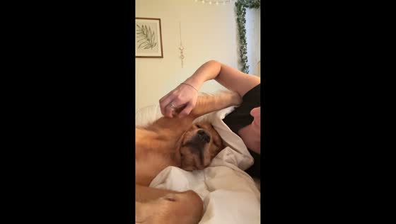 Dog tries to go back to sleep after owner wakes it up in Oregon, USA