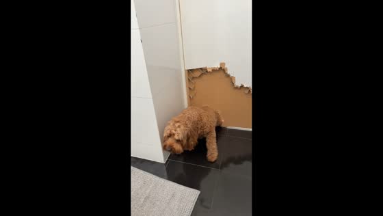 Dog sneaks through homemade door hole in Sydney, Australia