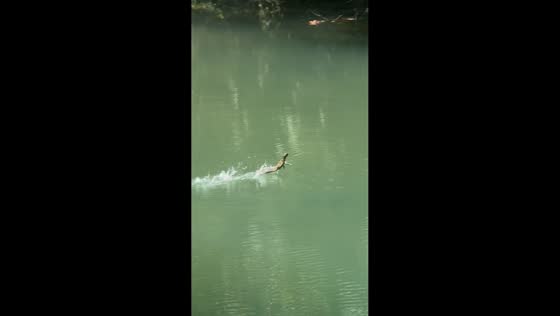 Jesus Christ lizard races across water in Bantimurung National Park, Sulawesi, Indonesia