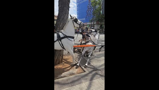 Runaway carriage crashes into tree during Feria de Abril in Seville, Spain