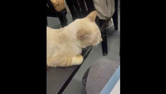 Cat joins class in Quezon City, Philippines