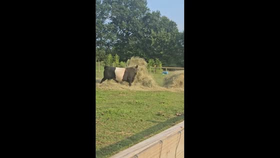 Playful bull turns hay delivery into a game in Taylors Bridge Road, Delaware, USA