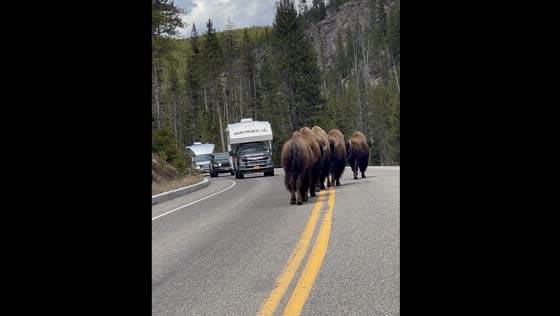 Bison cause traffic in Yellowstone National Park