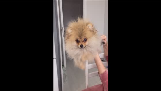 Pampered pooch: adorable video of dog's happy post-bath paw dance