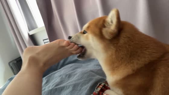 Dog reacts to owner’s teasing foot in Heilongjiang, China