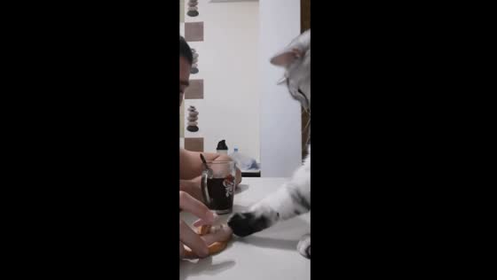 Persistent cat Mickey attempts bread and sausage heist during coffee time