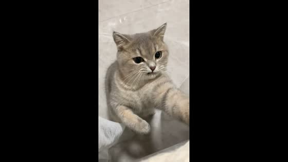 Playful cat fighter swats at owner in Guangxi, China
