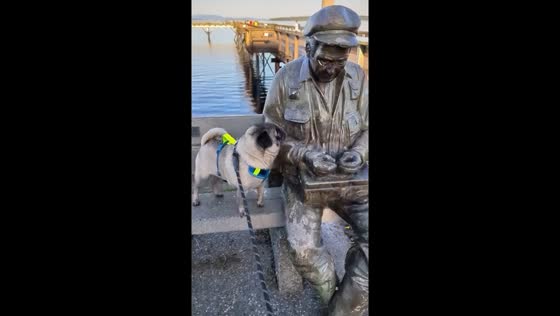 Curious pup examines statue: 'something's amiss?