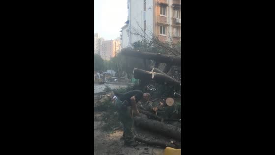 Crews clear fallen trees after powerful storm hits in Shanghai, China