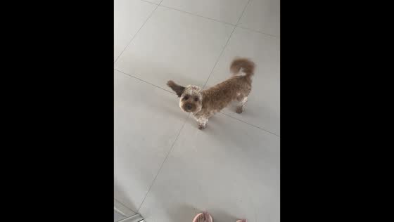 Dog stands on two feet after ear sticks up in funny moment in Inner Mongolia, China