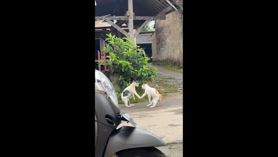 Street cats encounter and grandmother reacts in Sukoharjo, Pringsewu, Lampung, Indonesia