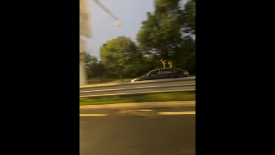 Dog surprisingly balances on roof of moving car in Hunan, China