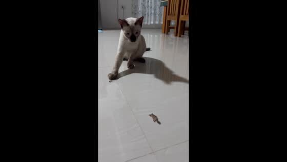 Cat's confusion: lizard's tail hijinks caught on camera