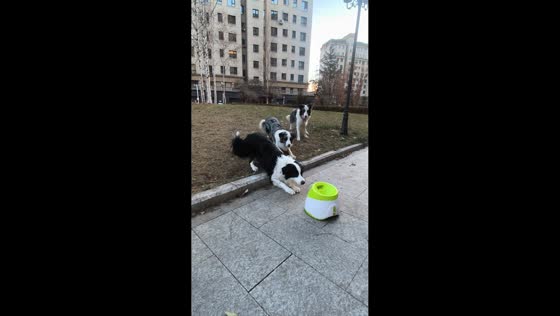 Border Collies play fetch with automatic ball machine in Heilongjiang, China