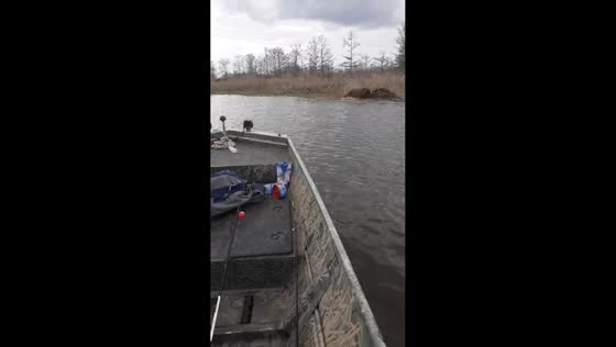 Alligators fight in Steinhagen Lake, Jasper, Texas