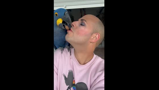 Owner plays mouth-to-beak with hyacinth macaw in Granada, Spain