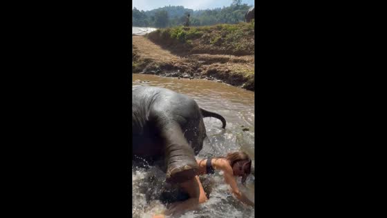Tourist falls while bathing with elephants in Chiang Mai, Thailand