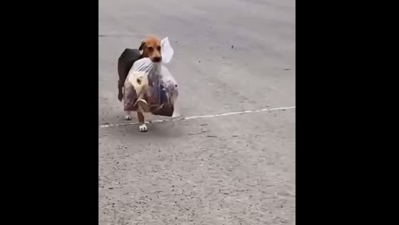 Dog runs away with plastic bag in Palma Sola, Mexico