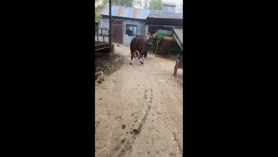 Bull hilariously pushes tricycle cart out of stable in Anhui, China