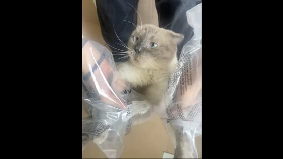 Scottish Fold cat hilariously responds to conversation in Hunan, China