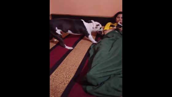 Dog steals pillow from owner to play in Delhi, India