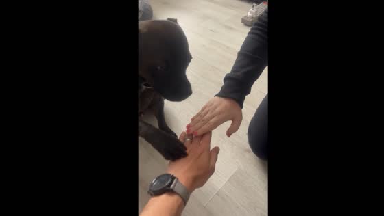 Dog joins hands-In challenge but gets distracted by playtime