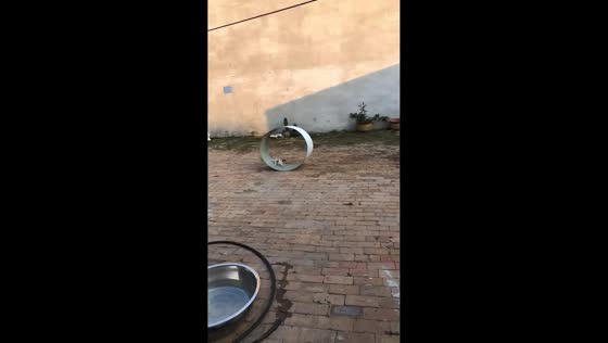 Puppy turns homemade wheel into playful workout in Hebei, China